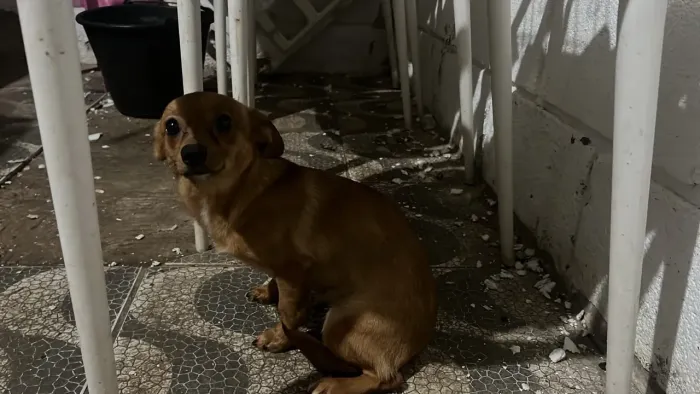 Fêmea para adoção (lulu da pomerania misturado com Salsichinha)