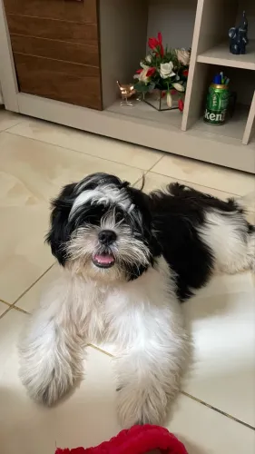     Shih Tzu macho disponível para cruzar.