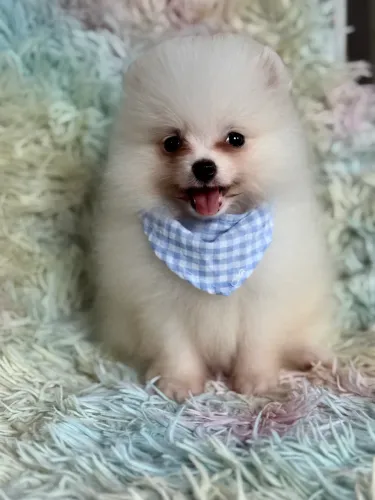 Filhote de Lulu da Pomerania branco
