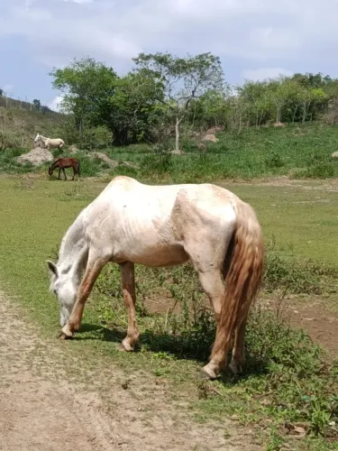 VENDE-SE CAVALO