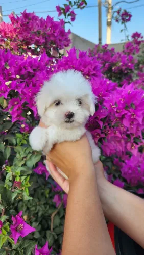 Maltês x shih-tzu (macho)