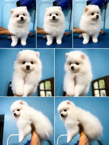 Spitz alemão anão