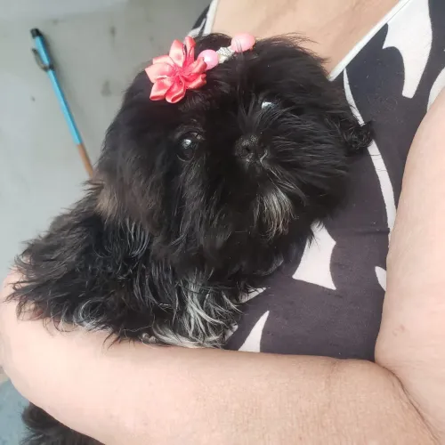 Filhotes prontos para entrega shih tzu