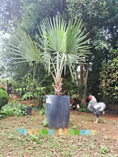 Palmeira Azul de Jardim
