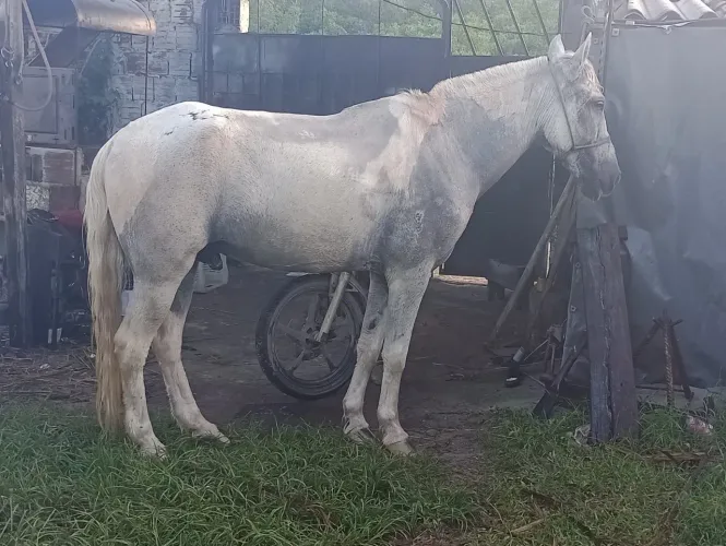 Cavalo + sela