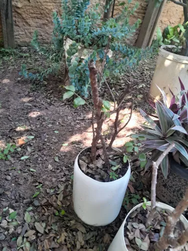 Jabuticaba enxertada