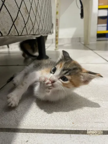 GATINHOS PARA ADOÇÃO 