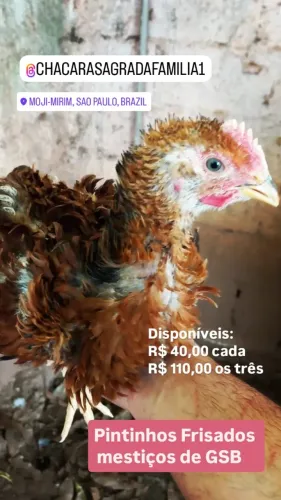 Pintinhos Frisados mestiços de GSB...