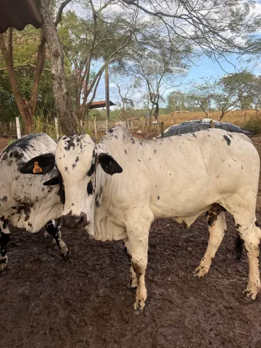 Garrotinho Nelore pintado