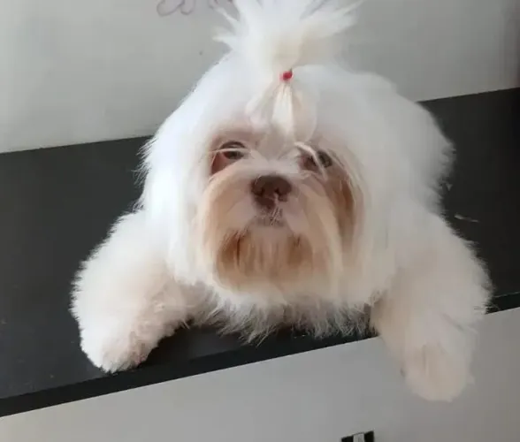 Shih Tzu