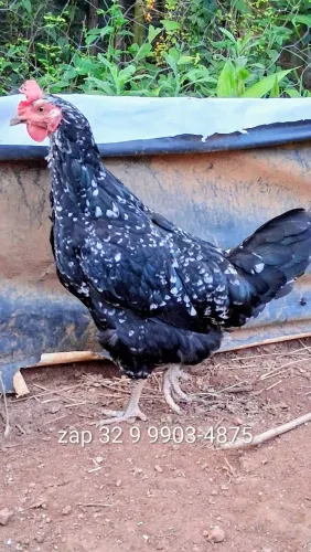 Galinha música turca. Criação da raça galo músico turco cantador