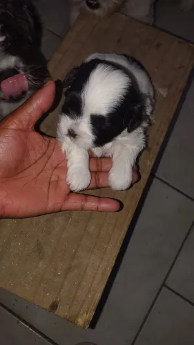 Shitzu puro pra venda