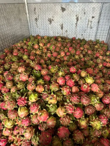 Vende-se pitaya 