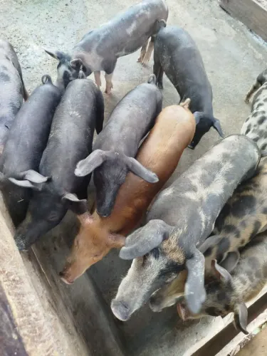 Leitões