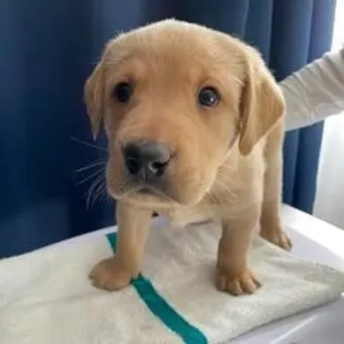 Labrador Retriever,Labrador Retriever Filhote Disponível Entrega Facilitada