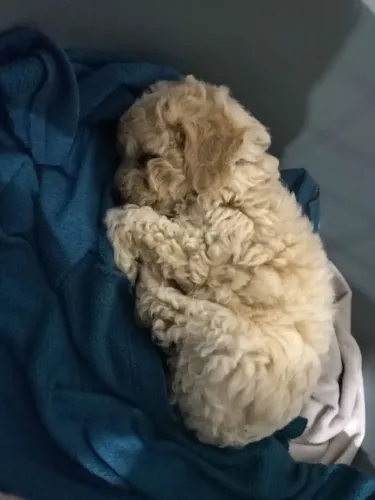 Poodle Macho 