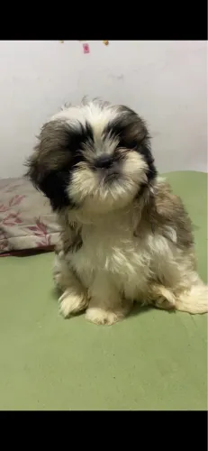 Vendo filhote de shitzhu de 3 meses
