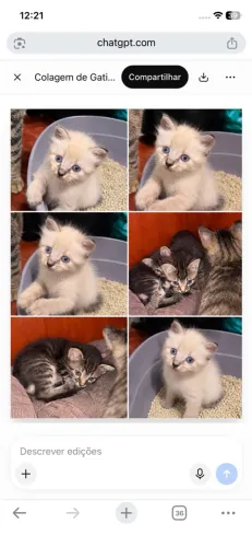 Doação filhotes de gato