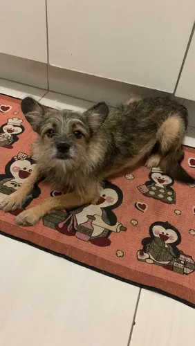 doa-se cachorro de porte pequeno