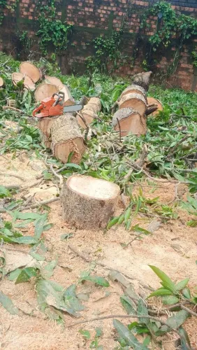 Trabalhamos com corte de árvores em geral