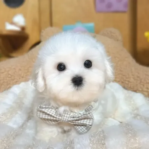 Cãozinho Maltês dócil e saudável pronto para entrega imediata