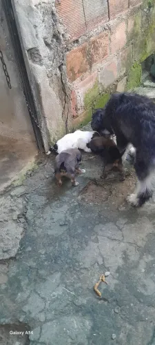 Vende-se cachorro poldre
