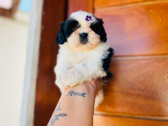 Shih tzu fêmea com Pedigree