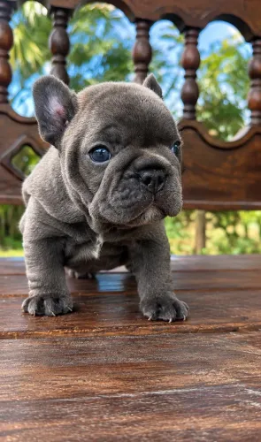 BULLDOG FRANCÊS BLUE EXÓTICO 