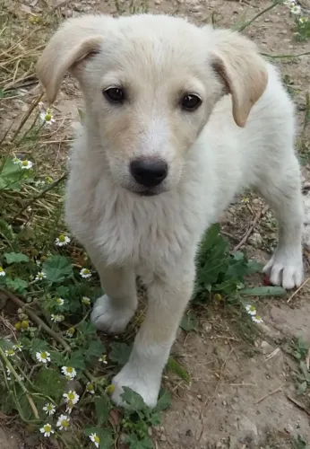 Filhotes de Labrador | Escolha com carinho!