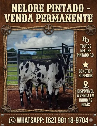 NELORE PINTADO P.O