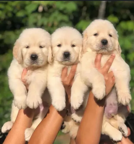 Golden retriever