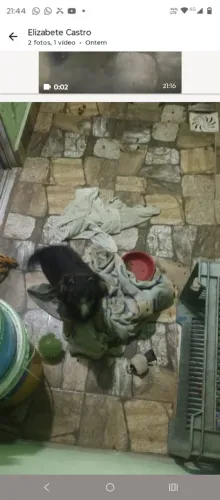 Doação de filhote de cachorro macho