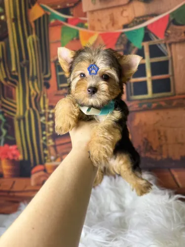 Yorkshire mini