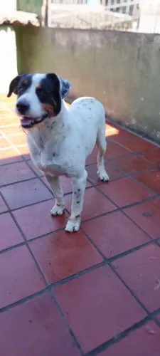 Doação de cachorro 
