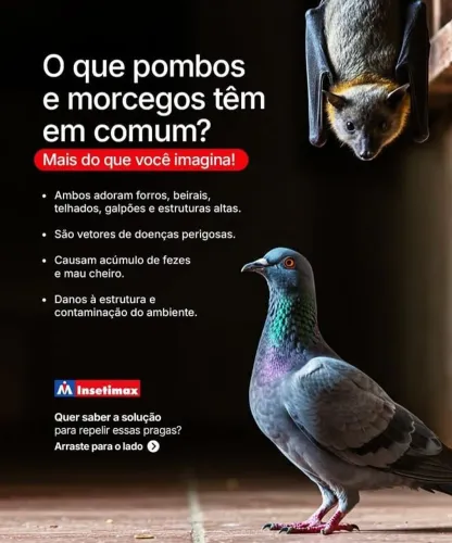 Controle de pombos em fortaleza e região.