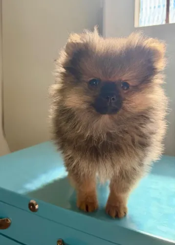 Filhote Spitz Alemão Macho