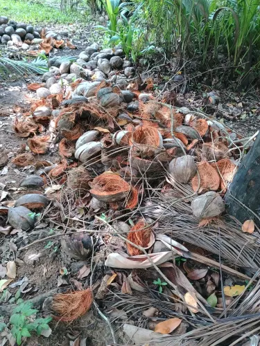 LVS AGRO CASCAS DE COCOS SECOS