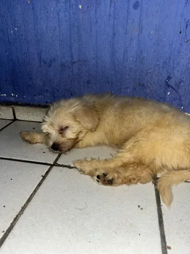Vendo um casal de poodle 600 reais