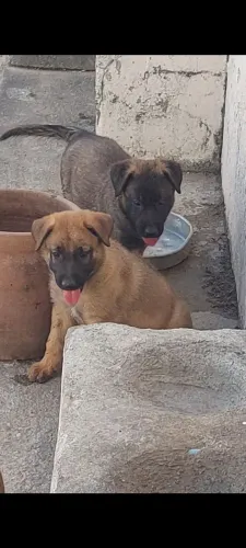 Filhote macho  pastor belga com capa preta 