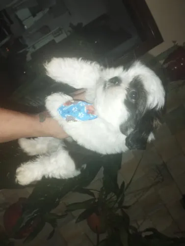 Filhotes de cachorro shih tzu