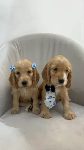 VENDE - SE COCKER SPANIEL MACHO E FÊMEA