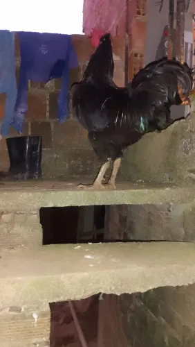 Galo gigante negro 150$