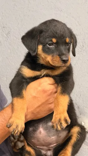 Rottweiler Fêmea 