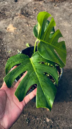 Costela de Adão (Monstera) | Muda Saudável e Bem Formada