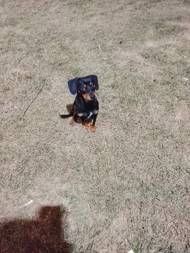 Cachorro raça bace macho 