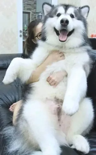 Malamute do Alasca entrego pagamento na entrega.