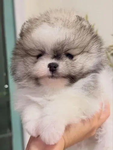 Doação de lulu da pomerania - Um lar para o beterraba