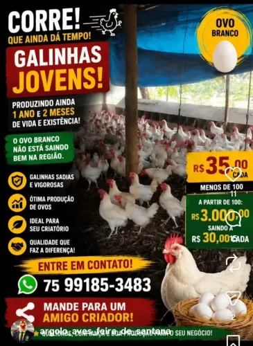 Galinhas isa White de postura disponível 300 unidades 