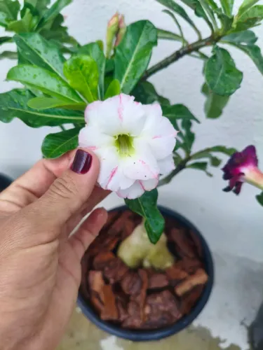 Rosa do deserto branca com riscos (em porte maior)