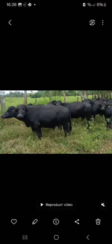 Novilhas bufalas leiteiras